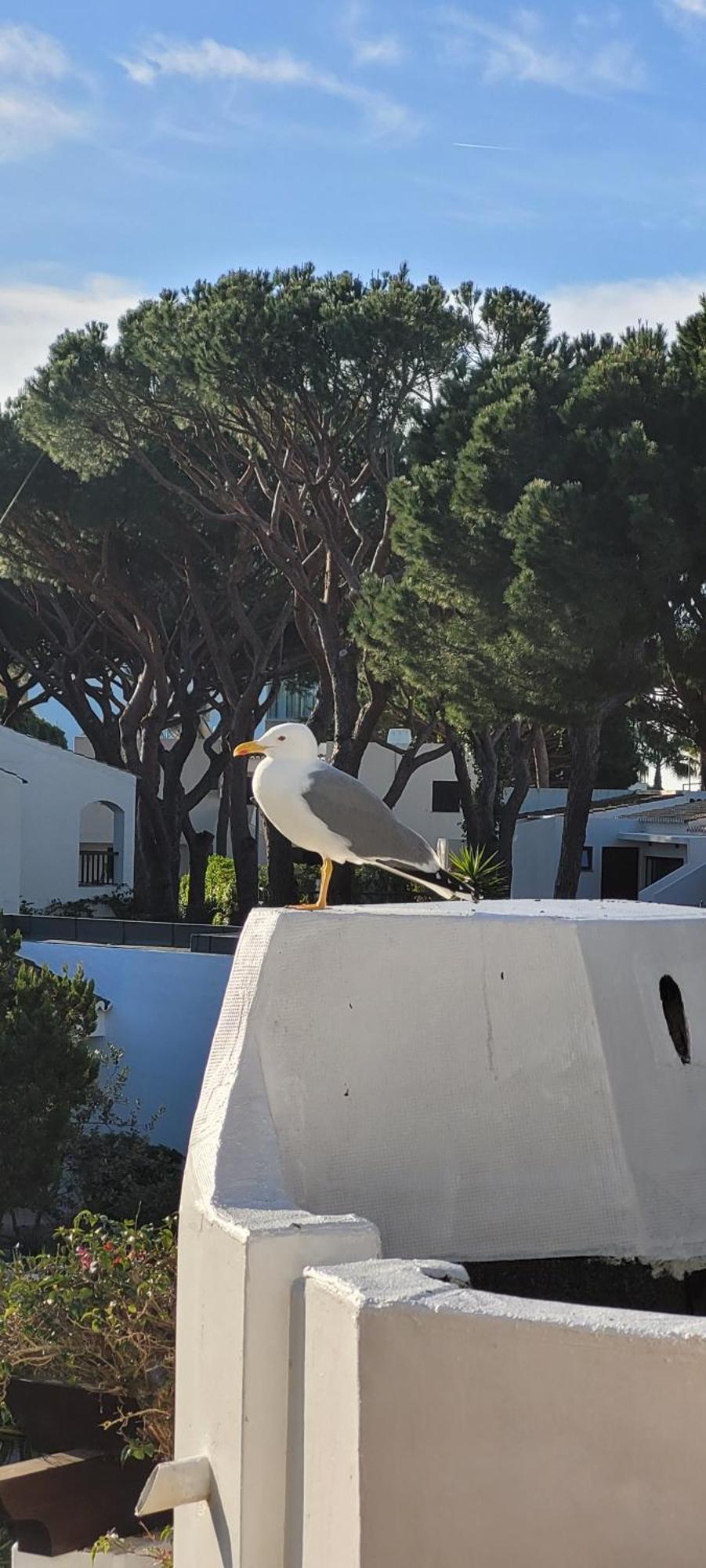 אלבופיירה Apt P209 Situe Au Sein De Balaia Golf Village מראה חיצוני תמונה